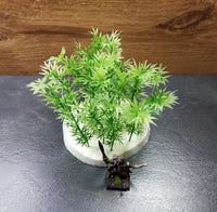 Bamboe Bomen 20 stuks